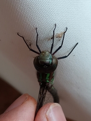 Rhionaeschna planaltica