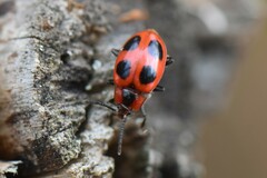 Endomychus coccineus