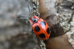 Endomychus coccineus