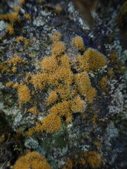 Trentepohlia aurea