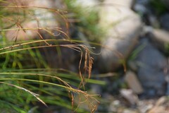 Carex pendula
