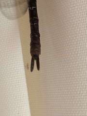 Rhionaeschna planaltica