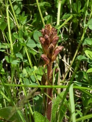 Orobanche lutea