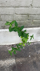 Sida rhombifolia