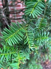 Taxaceae