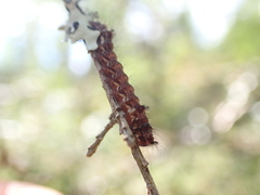 Noctuoidea