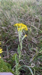 Jacobaea