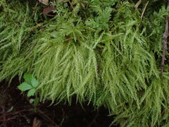 Pseudotaxiphyllum elegans