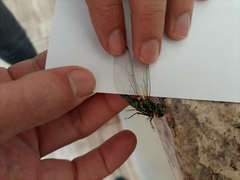 Rhionaeschna planaltica