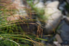 Carex pendula