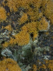 Trentepohlia aurea