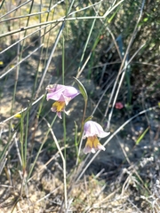 Gladiolus carinatus