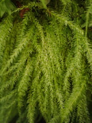 Pseudotaxiphyllum elegans