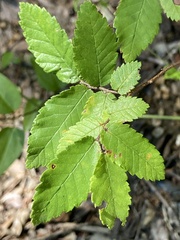 Ulmus alata