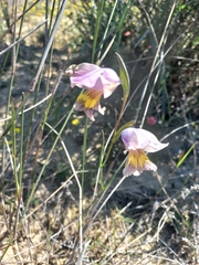 Gladiolus carinatus