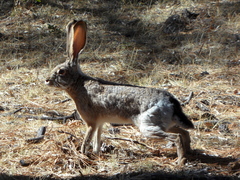 Lepus