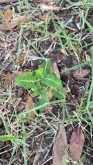 Phyllanthus urinaria