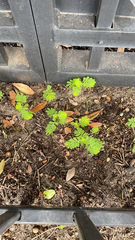 Phyllanthus urinaria