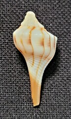 Sinistrofulgur sinistrum