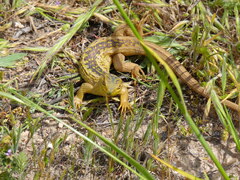 Liolaemus chiliensis