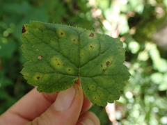 Puccinia