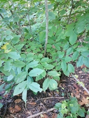 Dalbergia granadillo