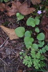 Claytonia