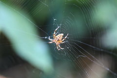 Araneus diadematus