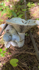 Lactarius indigo