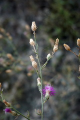 Centaurea sterilis