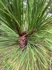 Pinus echinata