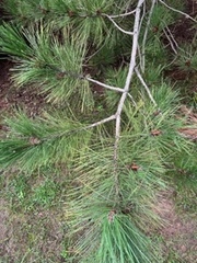 Pinus echinata