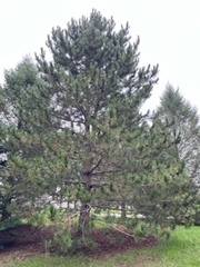 Pinus echinata