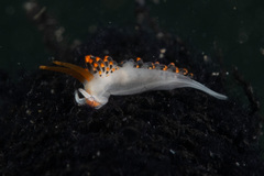 Diaphoreolis lagunae