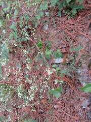 Euphorbia pubentissima