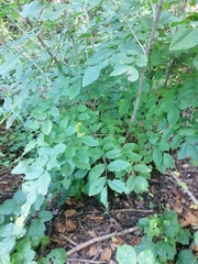 Dalbergia granadillo