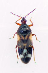 Anthocoris