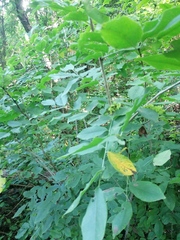 Dalbergia granadillo