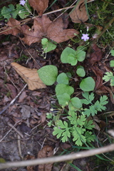 Claytonia