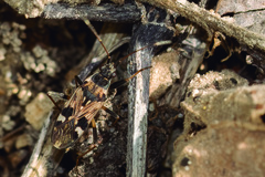 Beosus maritimus