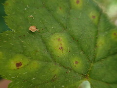 Puccinia