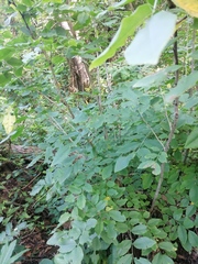 Dalbergia granadillo