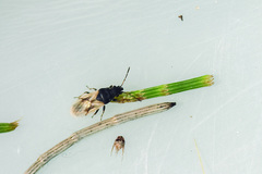 Metopoplax ditomoides