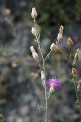 Centaurea sterilis