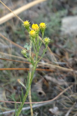 Galatella linosyris