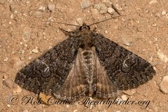 Noctuidae