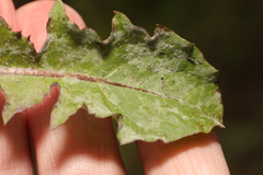 Podosphaera erigerontis-canadensis