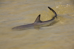 Carcharhinus limbatus