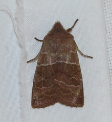 Eupsilia morrisoni