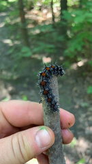 Nymphalis